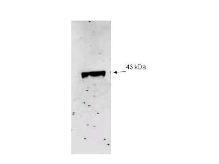 Anti-Neu2 Antibody - Western Blot. Western blot of Affinity Purified anti-Neu2 antibody to detect recombinant His tagged Neu-2 (1.0 ug loaded). Molecular weight marker (not shown) indicates a single band of the expected MW (43 kD). The blot was incubated with a 1:500 dilution of the antibody at room temperature for 1 h followed by detection using IRDye800 labeled Goat-a-Rabbit IgG [H&L] ( diluted 1:1000. IRDye800 fluorescence image was captured using the Odyssey Infrared Imaging System developed by LI-COR. IRDye is a trademark of LI-COR, Inc. Other detection systems will yield similar results.