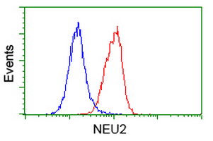 Flow cytometry of HeLa cells, using anti-NEU2 antibody (Red), compared to a nonspecific negative control antibody (Blue).