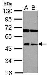 Sample (30 ug of whole cell lysate) A: 293T B: A431 10% SDS PAGE NEU4 antibody diluted at 1:500