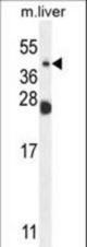 NEU4 Antibody western blot of mouse liver tissue lysates (35 ug/lane). The NEU4 antibody detected the NEU4 protein (arrow).