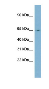 NEURL antibody LS-C110745 Western blot of Fetal Small Intestine lysate.