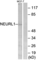 Western blot of extracts from MCF-7 cells, using NEURL1 Antibody. The lane on the right is treated with the synthesized peptide.