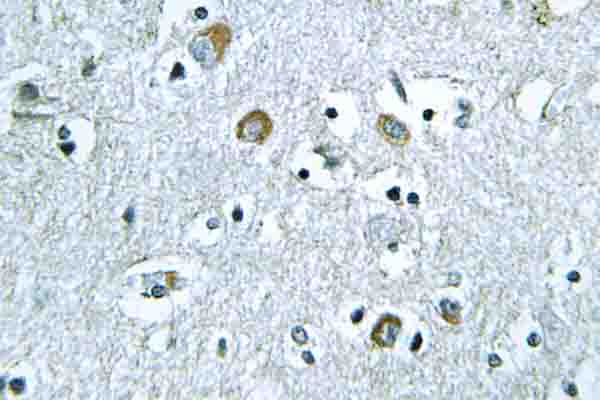 IHC of Neuralized-1 (V250) pAb in paraffin-embedded human brain tissue.
