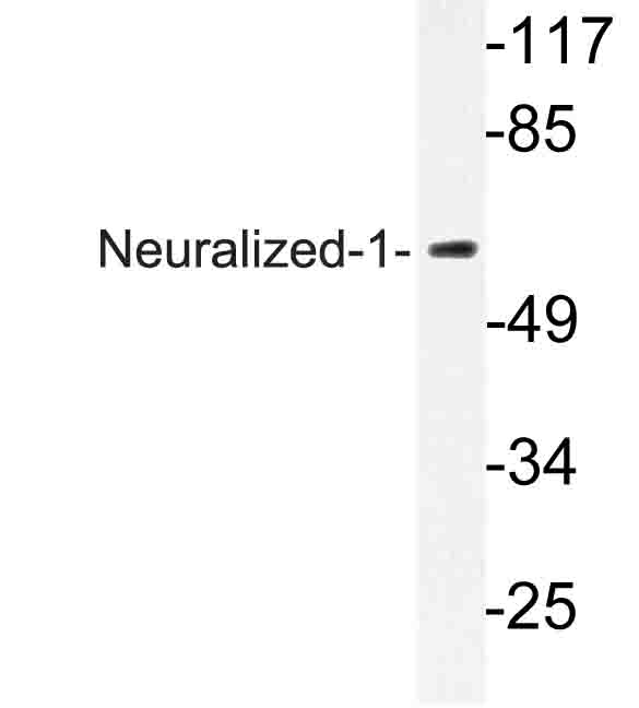 Western blot of Neuralized-1 (V250) pAb in extracts from MCF-7 cells.