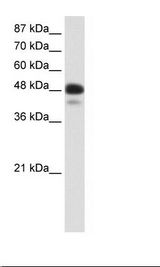 Transfected 293T Cell Lysate
