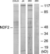 Western blot of extracts from 293/COLO/Jurkat cells, using NDF2 Antibody. The lane on the right is treated with the synthesized peptide.