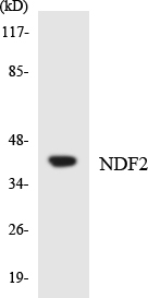 Western blot of the lysates from COLO205 cells using NDF2 antibody.