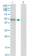 Western Blot analysis of NEUROD2 expression in transfected 293T cell line by NEUROD2 monoclonal antibody (M01), clone 3E7.Lane 1: NEUROD2 transfected lysate(41.3 KDa).Lane 2: Non-transfected lysate.
