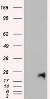 HEK293T cells were transfected with the pCMV6-ENTRY control (Left lane) or pCMV6-ENTRY NEUROG1 (Right lane) cDNA for 48 hrs and lysed. Equivalent amounts of cell lysates (5 ug per lane) were separated by SDS-PAGE and immunoblotted with anti-NEUROG1.