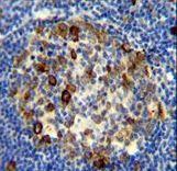 RPS6 antibody (Ser240/244) immunohistochemistry of formalin-fixed and paraffin-embedded human tonsil tissue followed by peroxidase-conjugated secondary antibody and DAB staining.