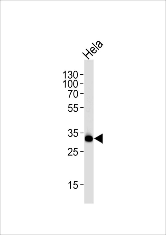Western blot of lysate from HeLa cell line, using RPS6 Antibody(Ser240/244). Antibody was diluted at 1:1000 at each lane. A goat anti-rabbit IgG H&L (HRP) at 1:5000 dilution was used as the secondary antibody. Lysate at 35ug per lane.
