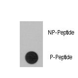 Dot blot of anti-RPS6KA1-pS363 Phospho-specific antibody (RB13296) on nitrocellulose membrane. 50ng of Phospho-peptide or Non Phospho-peptide per dot were adsorbed. Antibody working concentrations are 0.5ug per ml.