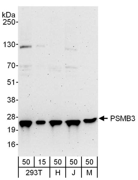 Detection of Human and Mouse PSMB3 by Western Blot. Samples: Whole cell lysate from 293T (15 and 50 ug), HeLa (H; 50 ug), Jurkat (J; 50 ug) and mouse NIH3T3 (M; 50 ug) cells. Antibodies: Affinity purified rabbit anti-PSMB3 antibody used for WB at 0.1 ug/ml. Detection: Chemiluminescence with an exposure time of 3 minutes.