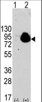 Western blot of RPS6KA1 (arrow) using rabbit polyclonal RPS6KA1 Antibody (S732). 293 cell lysates (2 ug/lane) either nontransfected (Lane 1) or transiently transfected with the RPS6KA1 gene (Lane 2) (Origene Technologies).