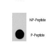 Dot blot of anti-RPS6KA3-pS369 Phospho-specific antibody (RB13311) on nitrocellulose membrane. 50ng of Phospho-peptide or Non Phospho-peptide per dot were adsorbed. Antibody working concentrations are 0.5ug per ml.