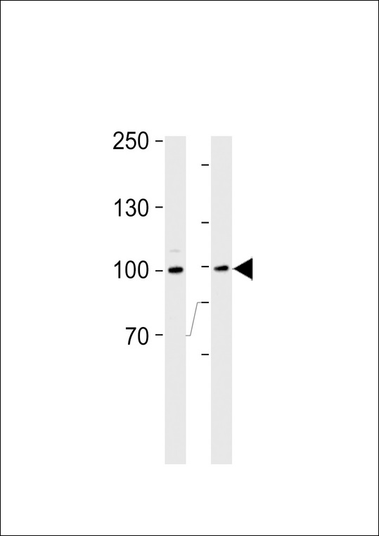 RSK3 Antibody western blot of Ramos cell line and mouse thymus tissue lysates (35 ug/lane). The RSK3 antibody detected the RSK3 protein (arrow).