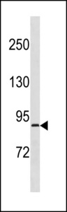 RPS6KA4 Antibody western blot of U251 cell line lysates (35 ug/lane). The RPS6KA4 antibody detected the RPS6KA4 protein (arrow).