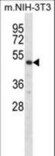 Mouse Rps6kb2 Antibody western blot of mouse NIH-3T3 cell line lysates (35 ug/lane). The Rps6kb2 antibody detected the Rps6kb2 protein (arrow).