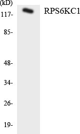 Western blot of the lysates from HT-29 cells using RPS6KC1 antibody.