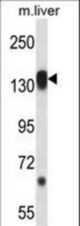 RPS6KC1 Antibody western blot of mouse liver tissue lysates (35 ug/lane). The RPS6KC1 antibody detected the RPS6KC1 protein (arrow).