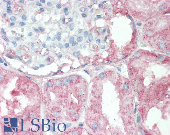 Anti-RPS6KC1 antibody IHC staining of human kidney. Immunohistochemistry of formalin-fixed, paraffin-embedded tissue after heat-induced antigen retrieval.