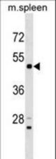 Mouse Rps6kl1 Antibody western blot of mouse spleen tissue lysates (35 ug/lane). The Rps6kl1 antibody detected the Rps6kl1 protein (arrow).