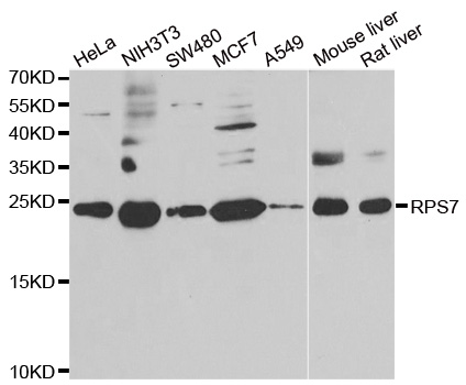 Western blot analysis of extracts of various cell lines, using RPS7 antibody.