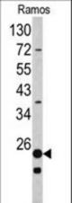 Western blot of RPS9 antibody in Ramos cell line lysates (35 ug/lane). RPS9 (arrow) was detected using the purified antibody.