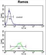 RPS9 Antibody flow cytometry of Ramos cells (bottom histogram) compared to a negative control cell (top histogram). FITC-conjugated goat-anti-rabbit secondary antibodies were used for the analysis.