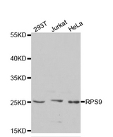 Western blot analysis of extracts of various cell lines, using RPS9 antibody.