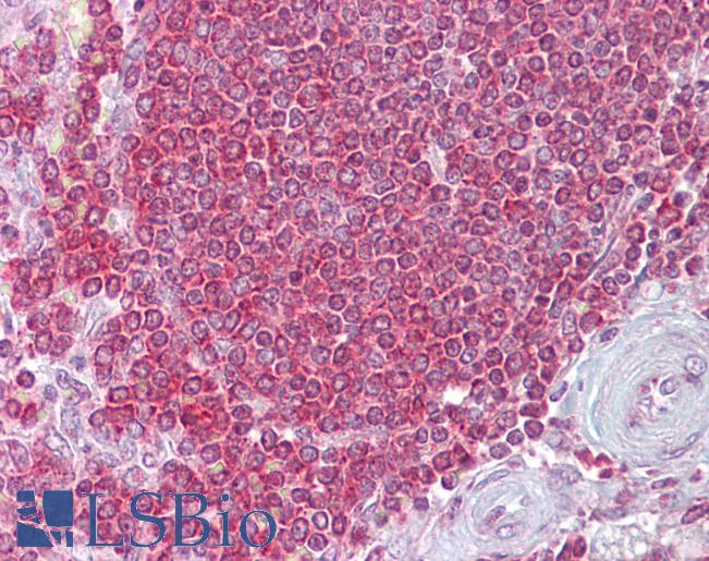 Anti-RPSA / Laminin Receptor antibody IHC of human spleen. Immunohistochemistry of formalin-fixed, paraffin-embedded tissue after heat-induced antigen retrieval. Antibody LS-B6900 concentration 5 ug/ml.
