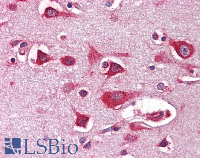 Anti-RPSA / Laminin Receptor antibody IHC staining of human brain, cortex. Immunohistochemistry of formalin-fixed, paraffin-embedded tissue after heat-induced antigen retrieval.