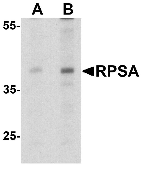 Western blot analysis of RPSA in HepG2 cell lysate with RPSA antibody at (A) 1 and (B) 2 ug/ml.