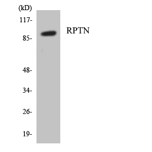 Western blot of the lysates from HepG2 cells using RPTN antibody.