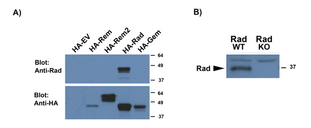 RRAD antibody a): (0.5 ug/ml) staining of HEK293 lysates overexpressing several HA-tagged Mouse GTPases, including Rrad (10 ug protein in RIPA buffer) and compared with an HA-specific antibody. B): (0.5 ug/ml) staining of WT and KO lysates of Mouse Heart (100 ug protein in RIPA buffer). Primary incubation was 1 hour. Detected by chemiluminescence.