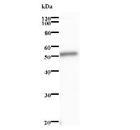 Western blot analysis of immunized recombinant protein, using anti-RREB1 monoclonal antibody.