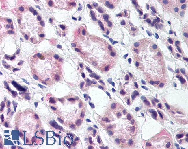 Anti-RREB1 antibody IHC of human kidney. Immunohistochemistry of formalin-fixed, paraffin-embedded tissue after heat-induced antigen retrieval. Antibody LS-B111 concentration 10 ug/ml.
