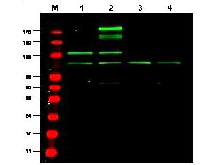 Anti-RREB1 Antibody - Western Blot. Western blot of Protein A Purified anti-RREB1 antibody shows detection of a predominant band believed to be RREB1 in various cell lysates (1 - HEK293, 2 - RFP-RREB transfected HEK293, 3 - M460 and 4 - T1165). All lysates were loaded at 20 ug per lane and separated by SDS-PAGE. After transfer to nitrocellulose, the membrane was probed with the primary antibody diluted to 1:1000. The membrane was washed and reacted with IRDye800 conjugated Gt-a-Rabbit IgG [H&L] MX (. IRDye800 fluorescence image was captured using the Odyssey Infrared Imaging System developed by LI-COR. IRDye is a trademark of LI-COR, Inc. Size estimation was made by comparison to prestained MW markers as indicated. Personal Communication, Shuling Zhang, CCR, NCI, Bethesda, MD.
