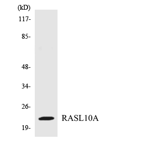 Western blot of the lysates from 293 cells using RASL10A antibody.