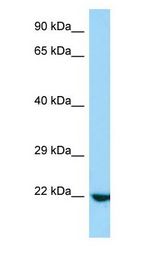 RRP22 / RASL10A antibody Western Blot of Mouse Lung.