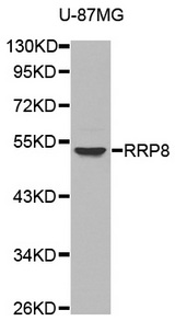 Western blot analysis of extracts of various cell lines, using RRP8 antibody.