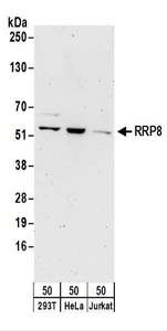 Detection of Human RRP8 by Western Blot. Samples: Whole cell lysate (50 ug) from 293T, HeLa, and Jurkat cells. Antibodies: Affinity purified rabbit anti-RRP8 antibody used for WB at 0.1 ug/ml. Detection: Chemiluminescence with an exposure time of 3 minutes.