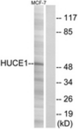 Western blot of extracts from MCF-7 cells, using HUCE1 Antibody. The lane on the right is treated with the synthesized peptide.