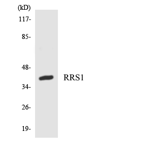 Western blot of the lysates from HT-29 cells using RRS1 antibody.