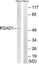 Western blot of extracts from HeLa cells, using RSAD1 Antibody. The lane on the right is treated with the synthesized peptide.