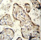 RSBN1 Antibody immunohistochemistry of formalin-fixed and paraffin-embedded human plecenta tissue followed by peroxidase-conjugated secondary antibody and DAB staining.