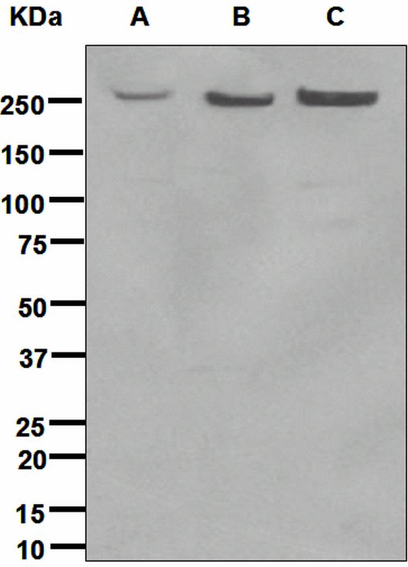 Western blot analysis on (A) Jurkat, (B) 293T, and (C) HeLa cell lysates using anti-Rsf-1 antibody.