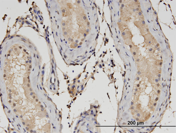 Immunoperoxidase of monoclonal antibody to C1orf89 on formalin-fixed paraffin-embedded human testis. [antibody concentration 3 ug/ml]