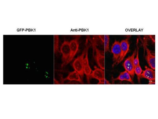 Anti-PBK1 Antibody - Immunofluorescence Microscopy. Immunofluorescence microscopy of HeLa cells transfected with GFP-PBK1. In the overlay, specific antibody staining is shown to co-localize with recombinant protein. Cells were fixed with methanol prior to staining. Personal communication, J. McNally and D. Stavreva, NCI, Bethesda, MD.