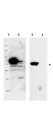 Anti-PBK1 Antibody - Western Blot. Western blot of affinity purified anti-PBK1 antibody shows detection of over-expressed PBK1 in lysates from HeLa cells transfected with Flag-PBK1. Lanes 1 and 3 contain lysate from Flag-PBK1 transfected HeLa cells. Lanes 2 and 4 contain lysate from cells transfected with null vector. Lanes 1 and 2 were blotted with anti-Flag antibody. Lanes 3 and 4 were probed with a 1:500 dilution of anti-PBK1. The band at 75 kD, indicated by the arrowhead, corresponds to PBK1. Personal communication, J. McNally and D. Stavreva, NCI, Bethesda, MD.